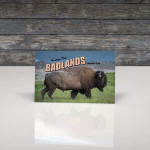 Badlands Bison Postcard